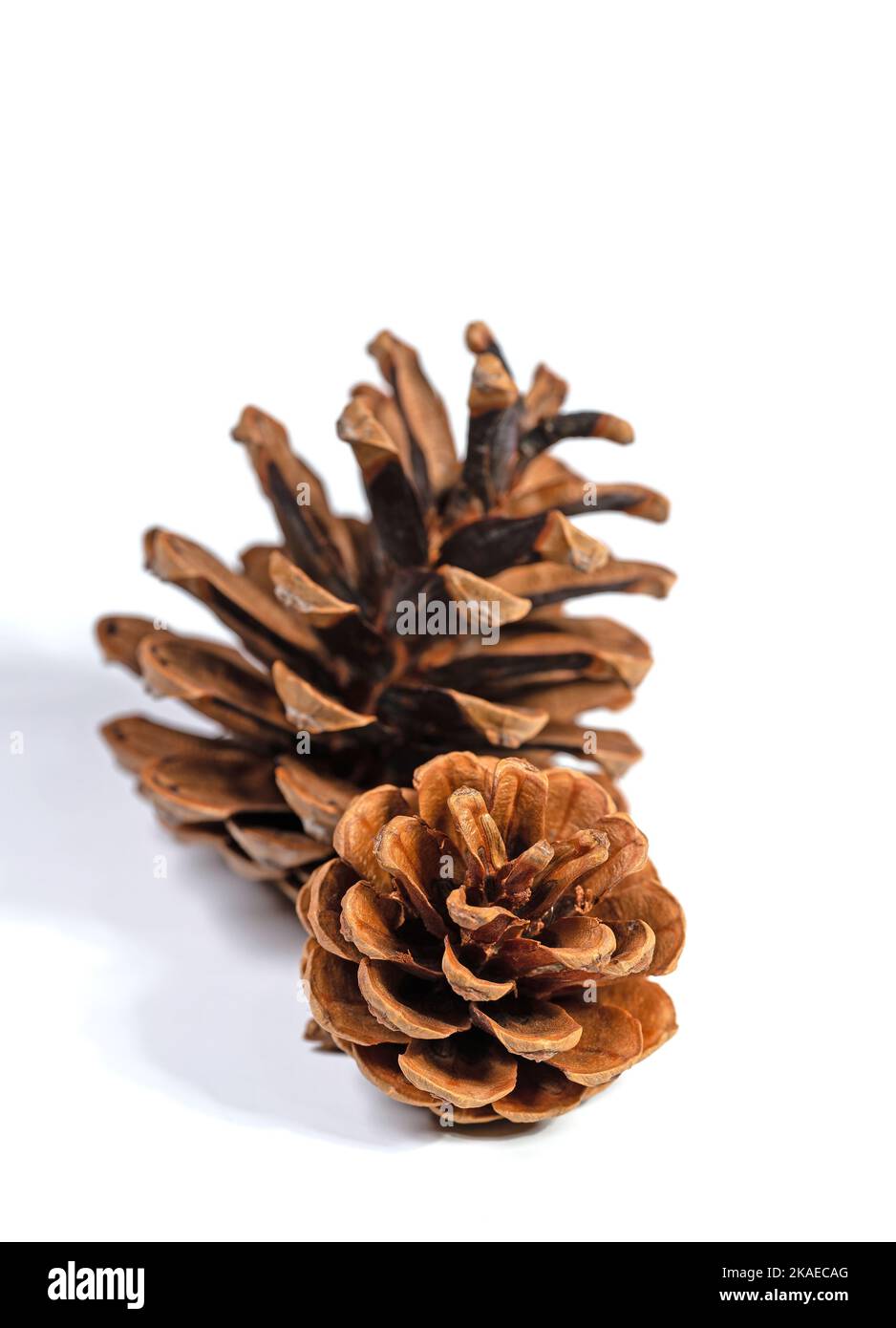 Des cônes de pin sur fond blanc en gros plan Banque D'Images