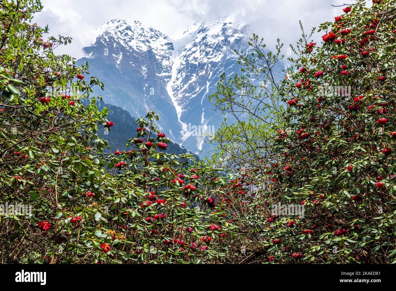 La belle vallée de Sikkim remplie de fleurs de Rhododendron et de montagnes enneigées en arrière-plan Banque D'Images