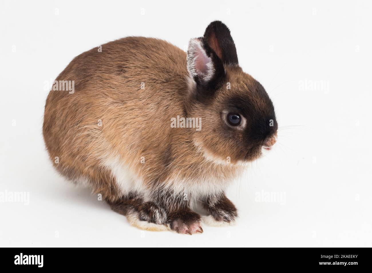 Lapin nain des pays-Bas isolé sur fond blanc Banque D'Images