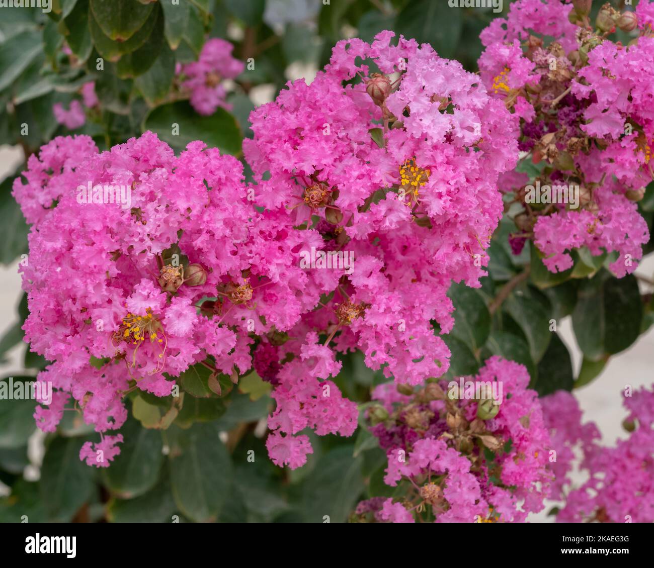 Gros plan de la lagerstroemia rose vif et colorée indica aka ccolza ou crépe myrte grappes de fleurs sur fond clair Banque D'Images