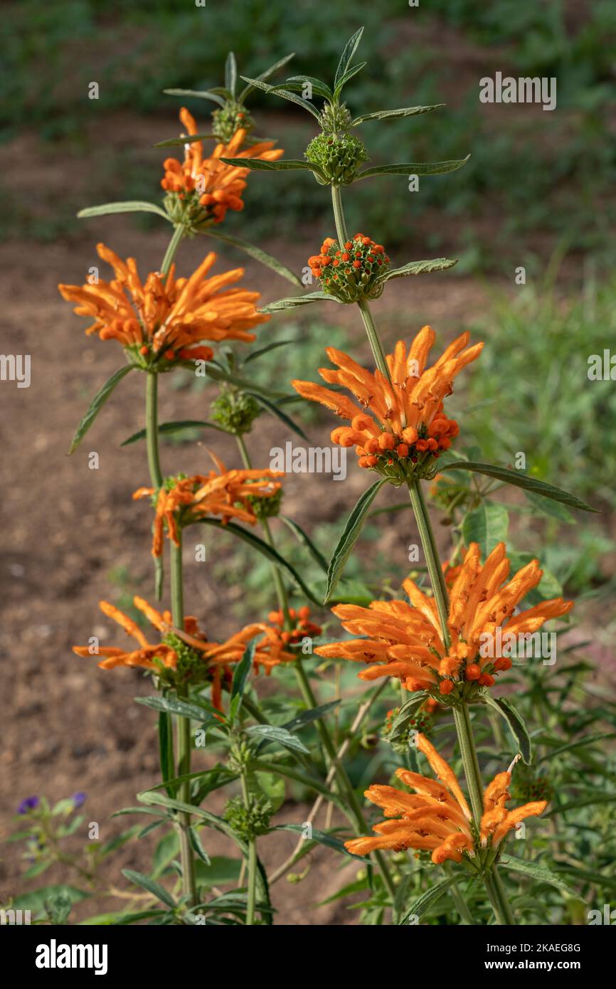 Vue rapprochée de la leonotis d'orange vif leonurus aka queue de lion ou de la dagga sauvage en plein soleil sur fond naturel Banque D'Images