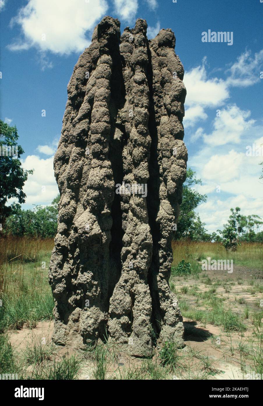 Australie. Territoire du Nord. Termites nichent. Isoptera. Banque D'Images