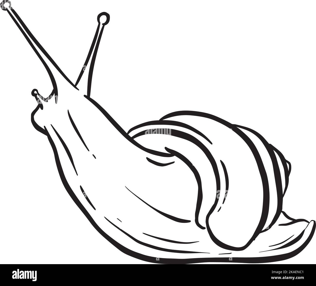Dessin au trait Contour d'un escargot de jardin avec coque pour logo ou motif mascotte dans l'illustration vectorielle Illustration de Vecteur