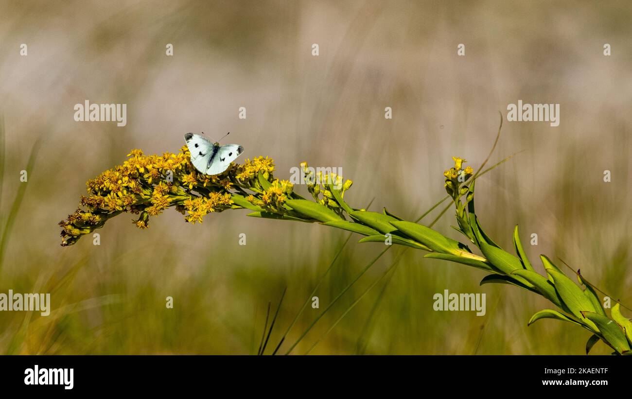 Un gros plan d'un papillon de chou du sud (protodés de Pontia) sur une fleur jaune Banque D'Images