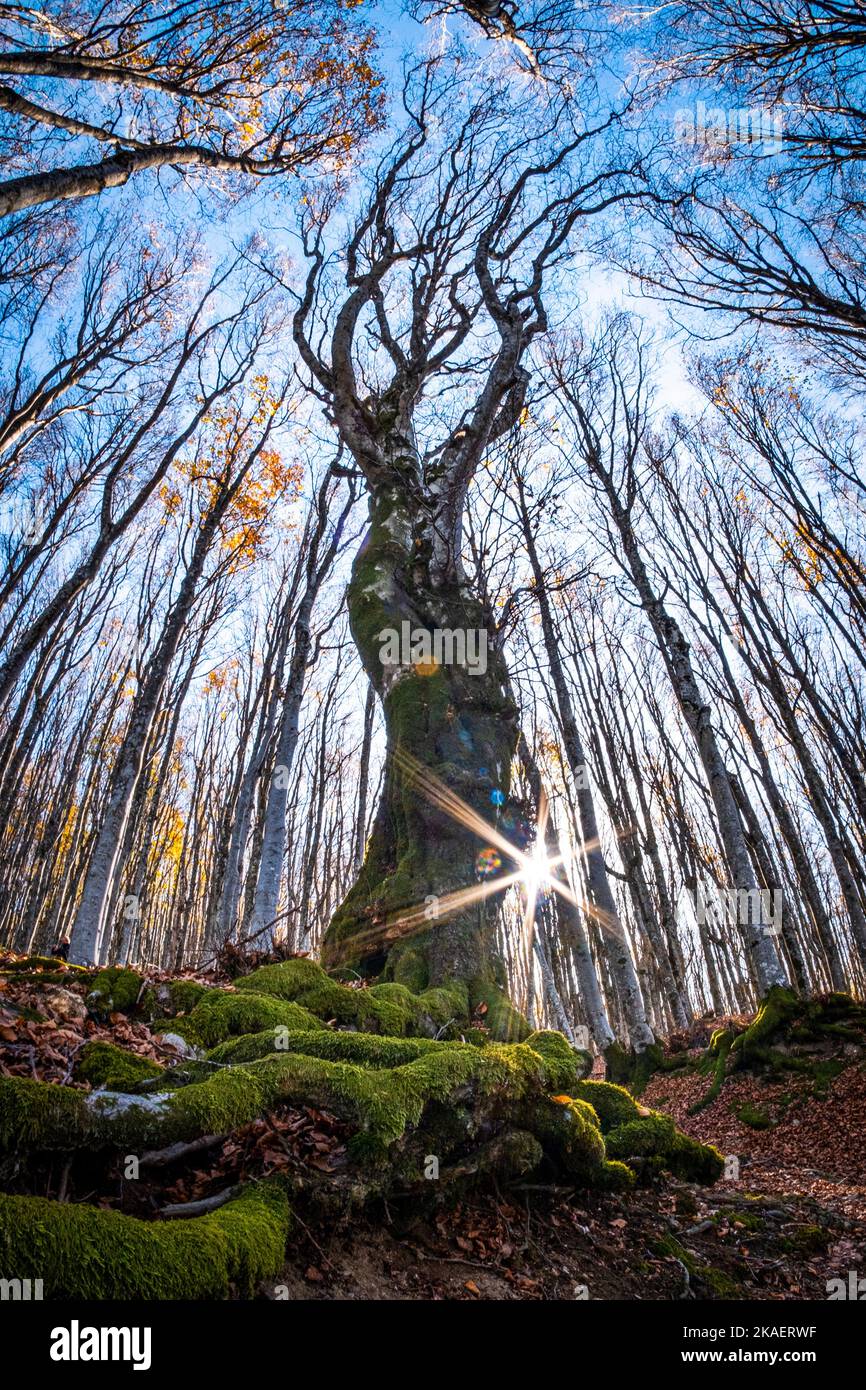 Parc national de Foreste Casentinesi, Badia Prataglia, Toscane, Italie, Europe. Banque D'Images