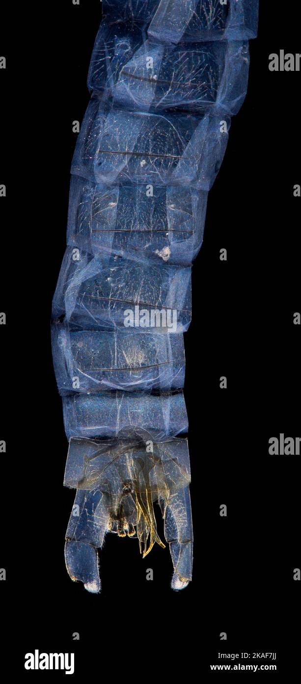 Cadis mouche, Rhyacophila dorsalis, organes génitaux masculins, abdomen, vue ventrale Banque D'Images