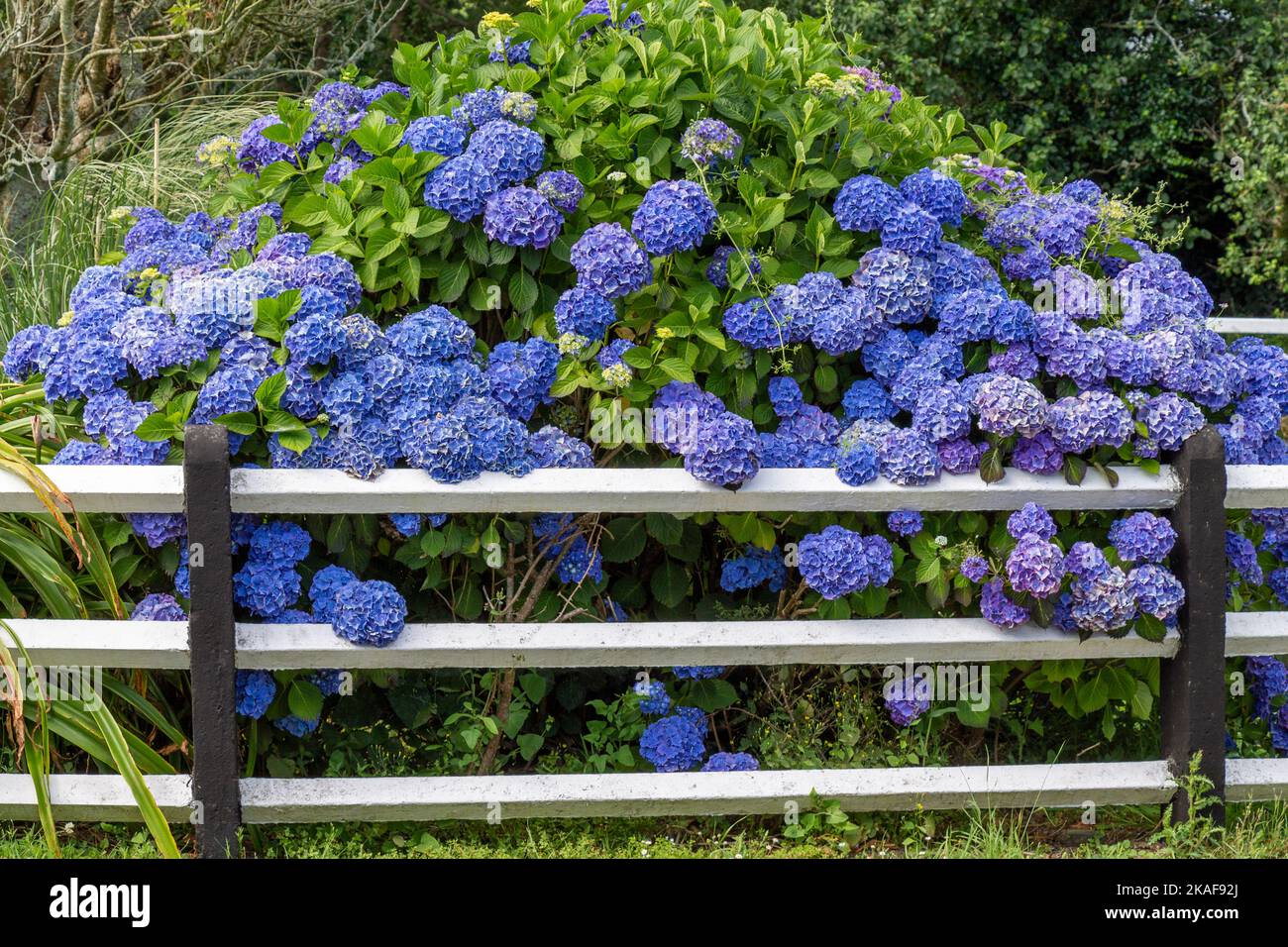 hortensia bleu en pleine fleur d'été. Banque D'Images hortensia bleu en pleine fleur d'été. Banque D'Images