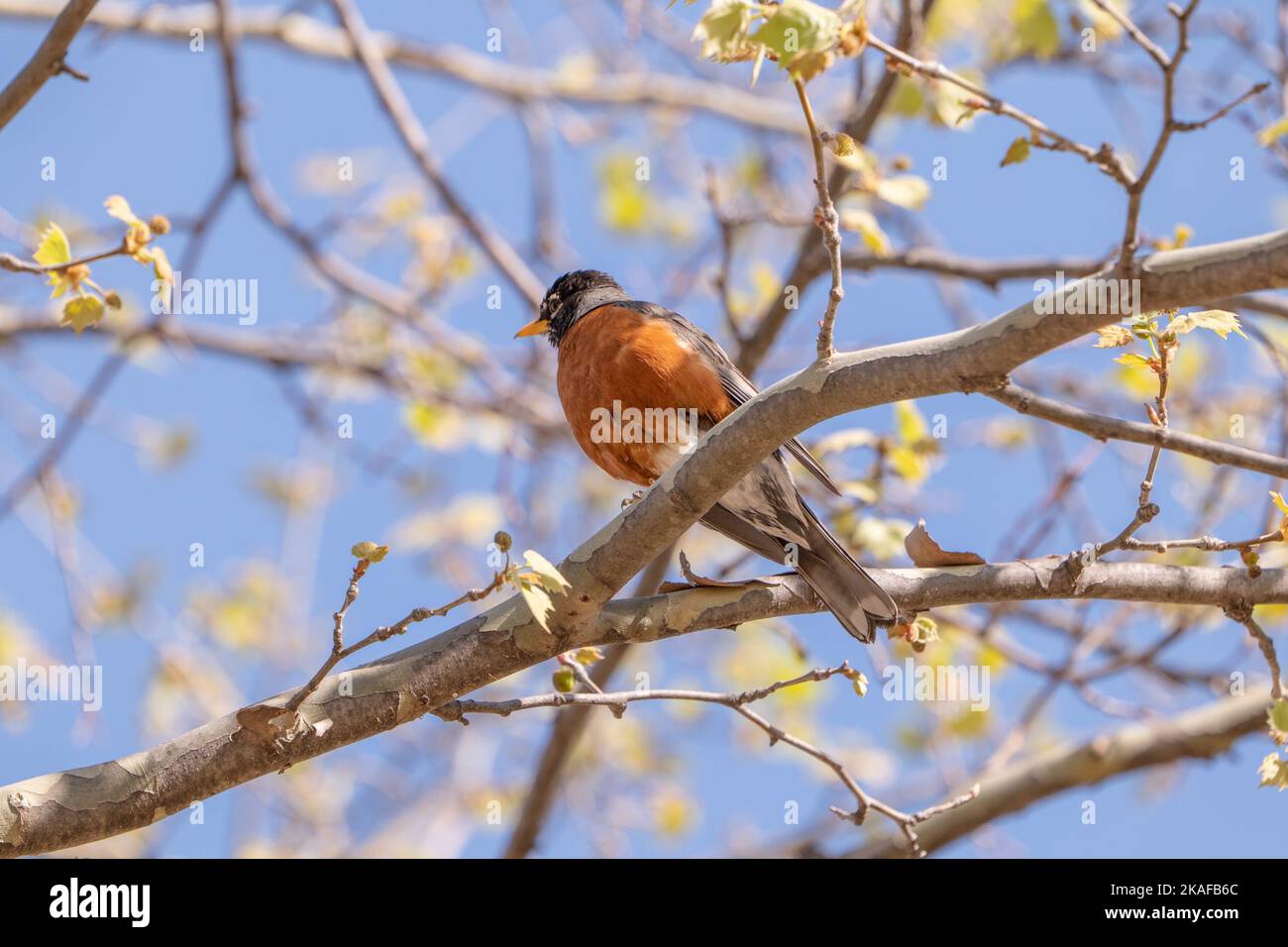 Le robin européen (erithacus rubecula) assis dans un arbre Banque D'Images