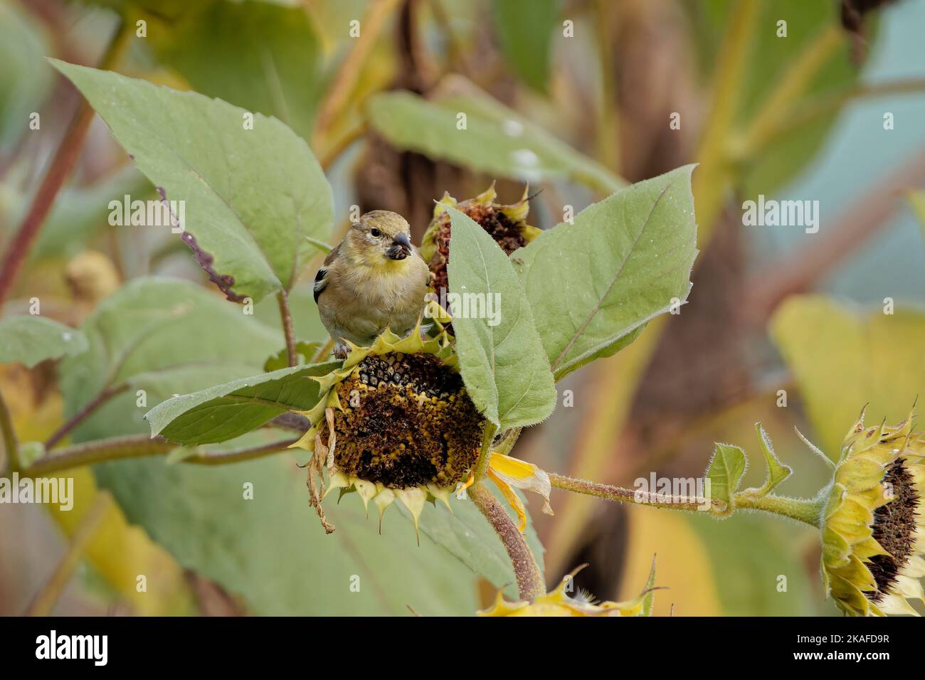 Un petit citron finch (Carduelis citrinella) reposant sur un tournesol entouré de grandes feuilles vertes Banque D'Images