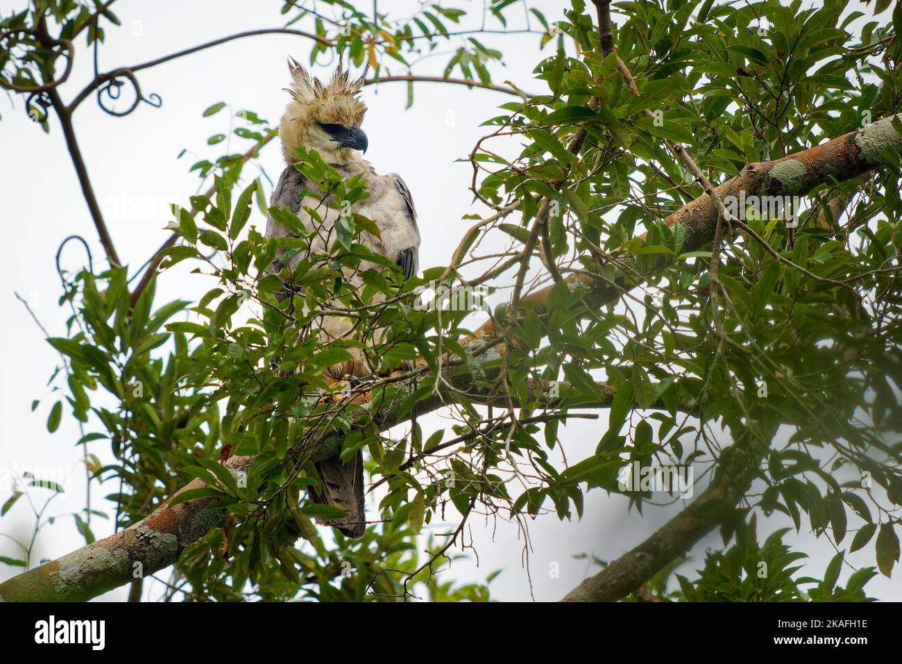 Jeune aigle harpie (Harpia harpyja) oiseau de proie, également aigle harpie américain (aigle harpie de Papuan ou de la Nouvelle Guinée), parmi les plus grands aigles et rapaces dans la wor Banque D'Images