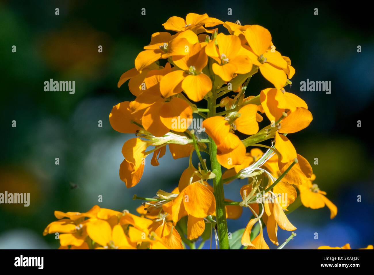 Erysimum allioni, orange, Erysimum, fleur, tête, Floraison, plante, Wallflower sibérien Banque D'Images