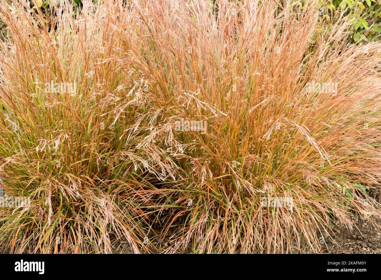 Automne, souches de, Schizachyrium scoparium, tiges, octobre, Plante, automnale, Bluestem, Schizachyrium Banque D'Images