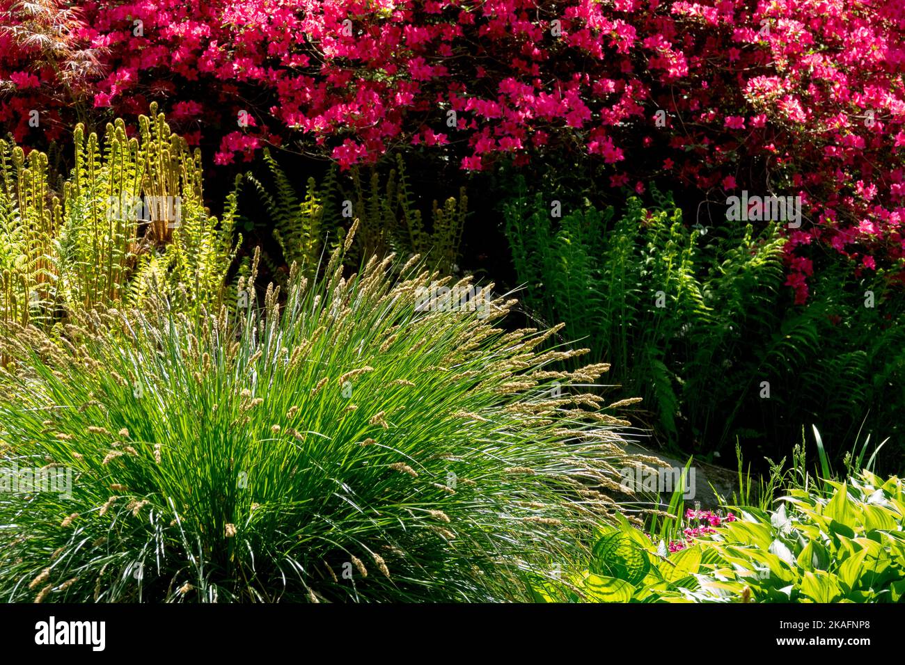 Paysage de jardin de printemps, arbuste rouge en fleur de rhododendron, une touffe d'herbe et de fougères Banque D'Images