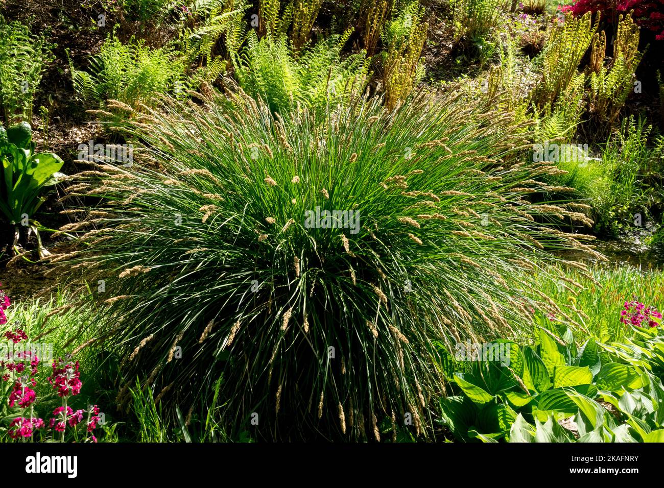Touffes d'herbe, carrex pendula, touffeté, Hardy, plante, Esquive, printemps, jardin, scène Banque D'Images