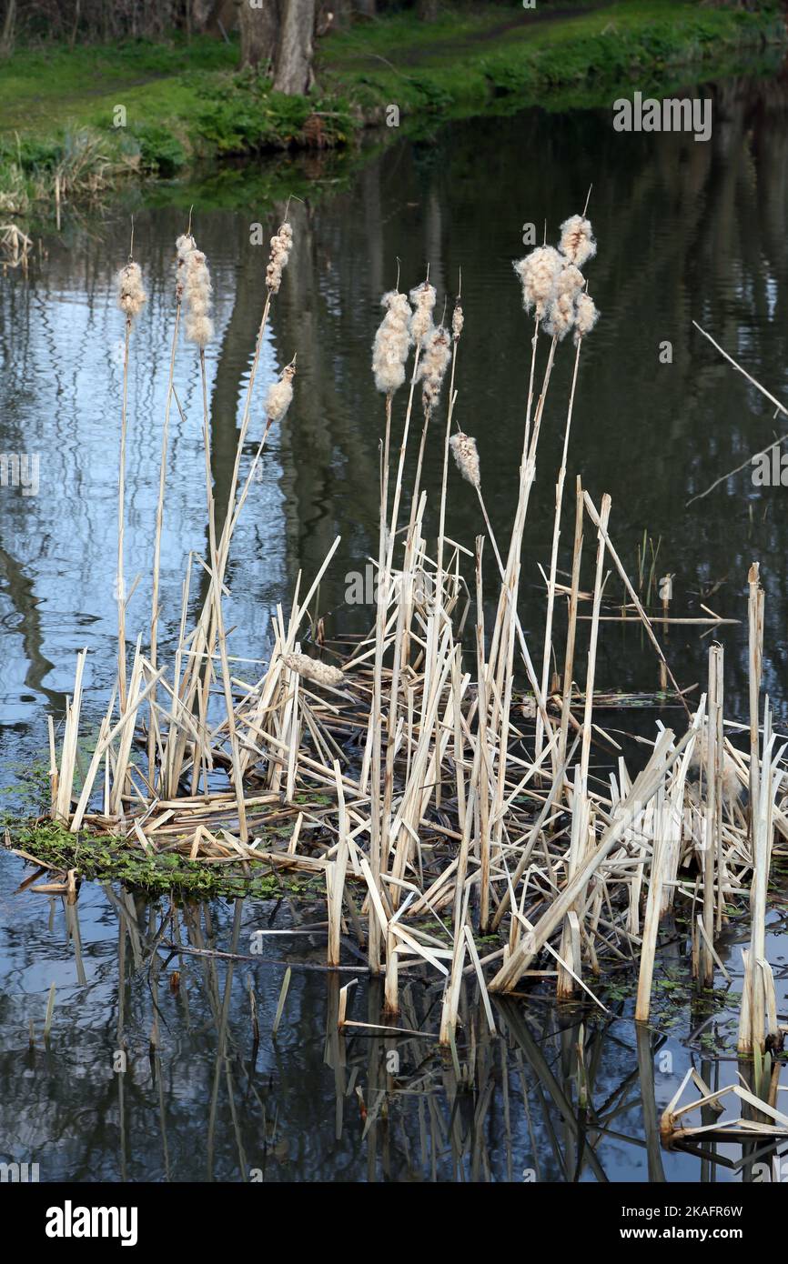 Les boulrouneurs dans la rivière du début du printemps navigation de la rivière surrey angleterre Banque D'Images