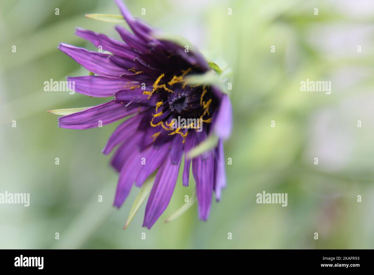 Plante comestible Purple Salsify Banque D'Images