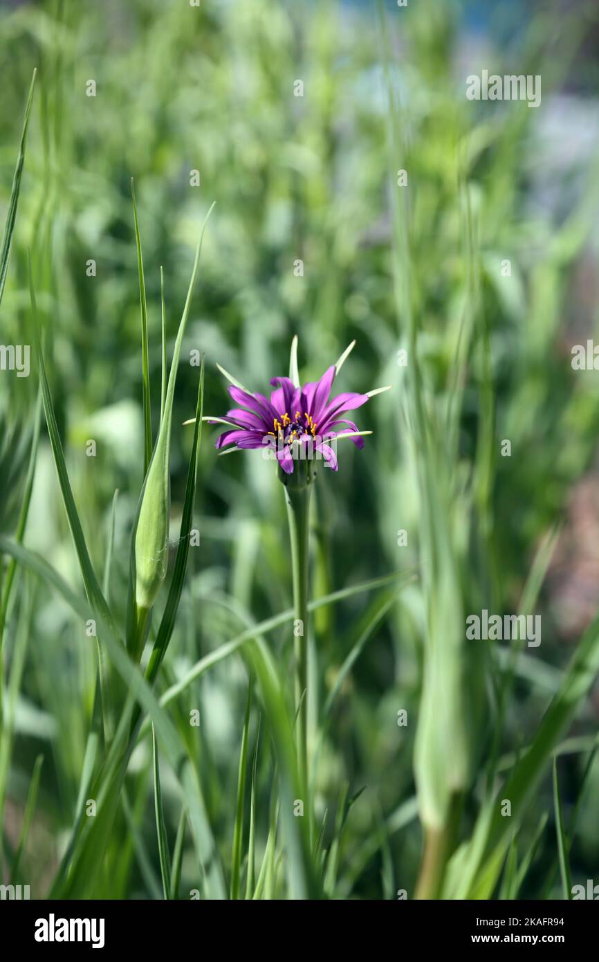 Plante comestible Purple Salsify Banque D'Images