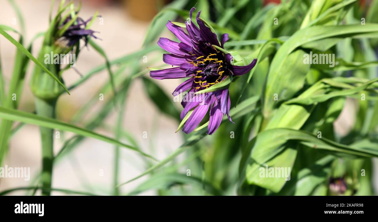 Plante comestible Purple Salsify Banque D'Images