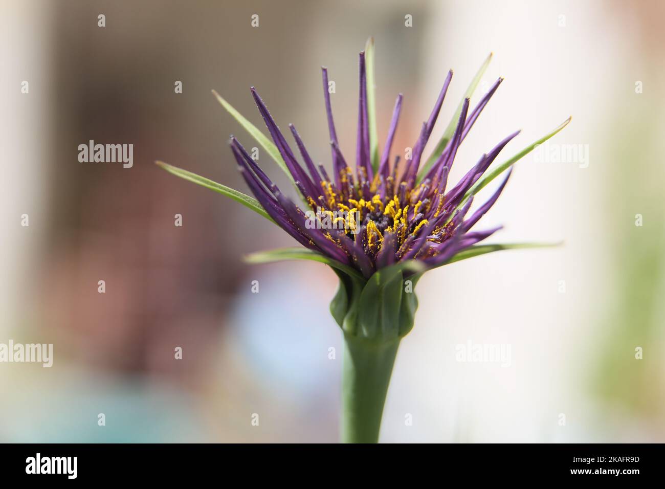 Plante comestible Purple Salsify Banque D'Images
