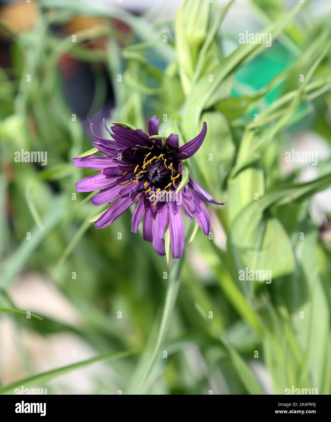 Plante comestible Purple Salsify Banque D'Images