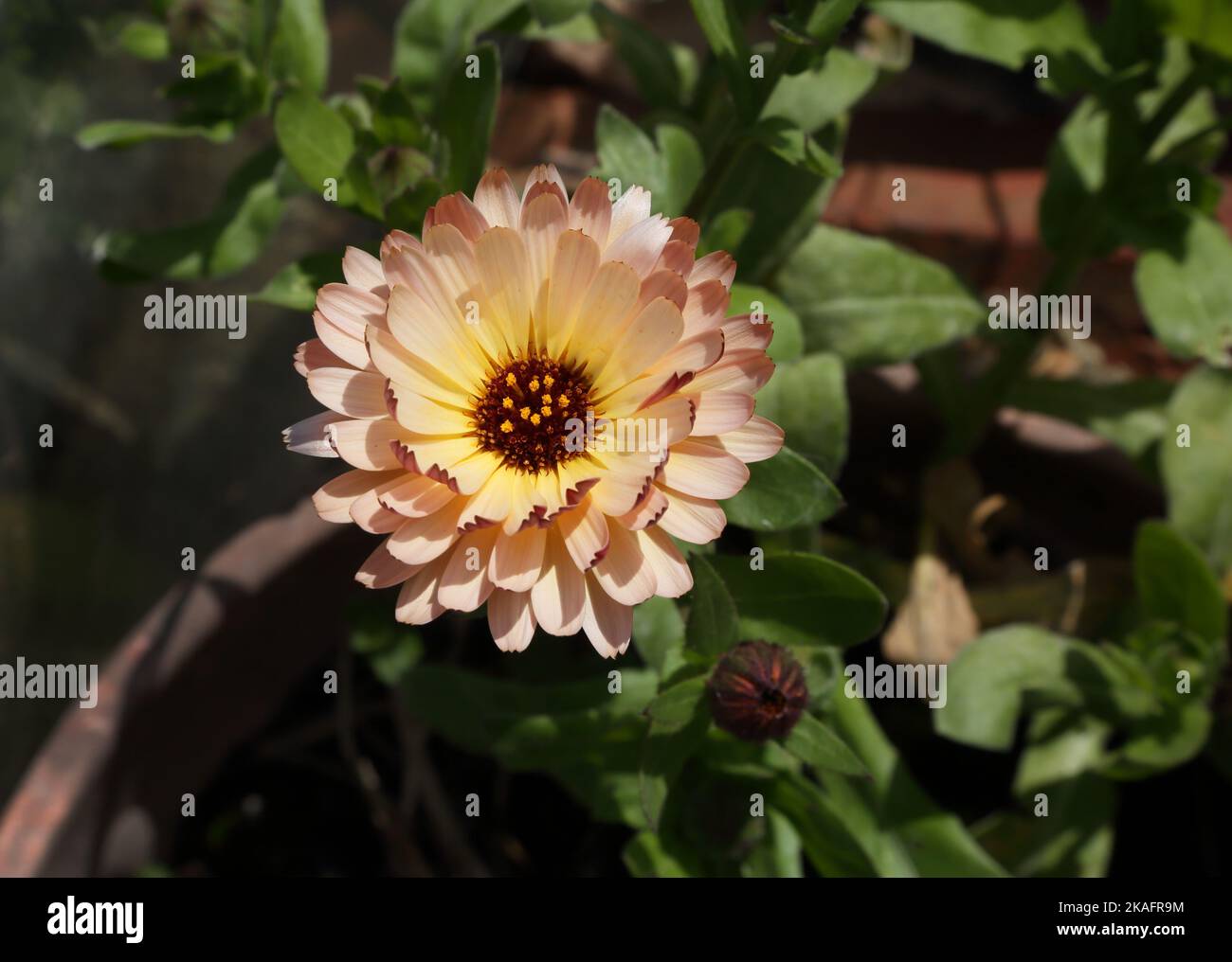 Pot Marigold (Calendula officinalis) Banque D'Images