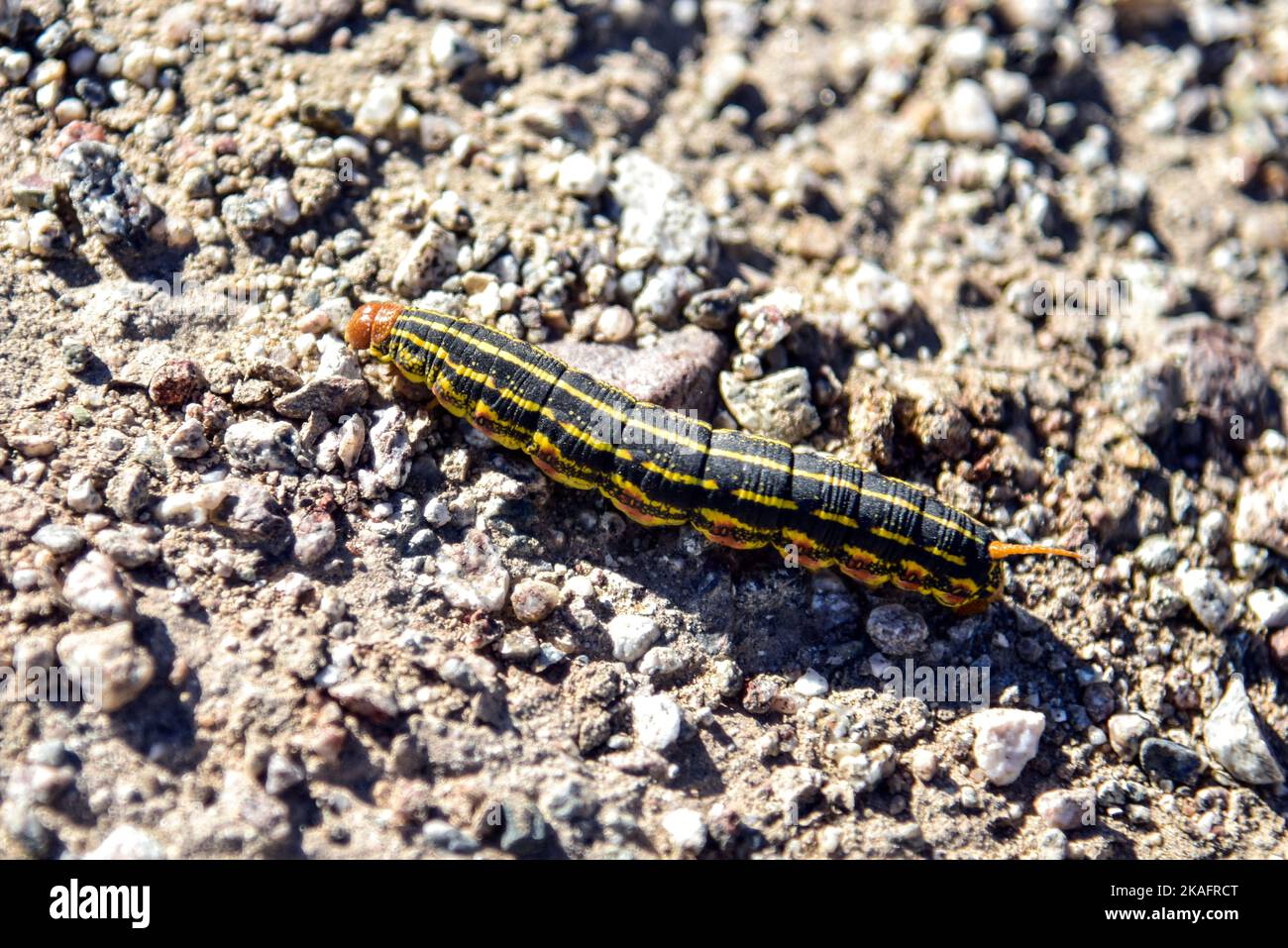 Une chenille de Moth Sphinx à lignes blanches dans le désert d'Anza-Borrego, en Californie. Banque D'Images