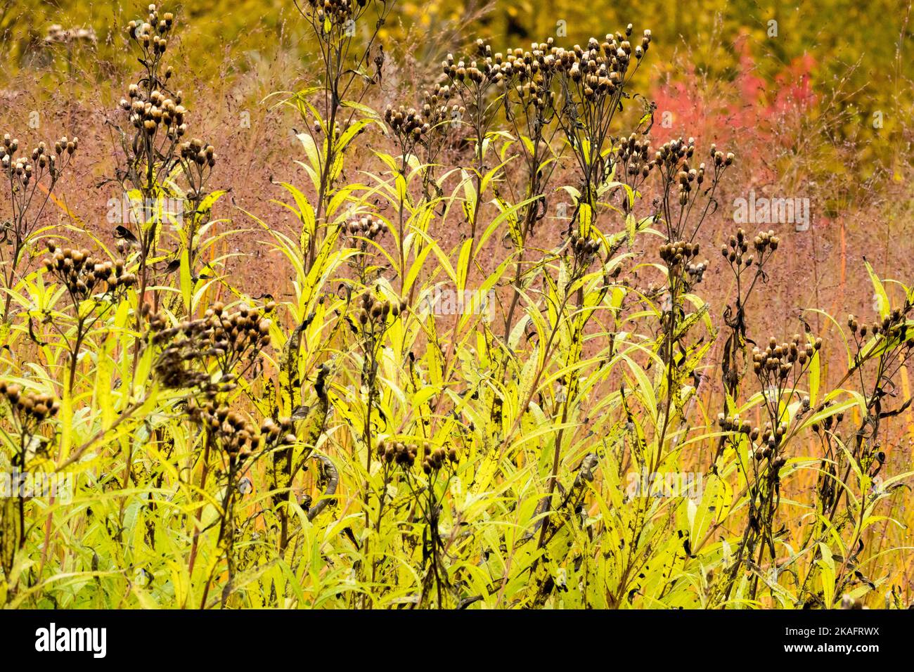 New York Ironweed, Vernonia noveboracensis, séchée, Vernonia, têtes mortes, Têtes de semences, tiges de plantes Banque D'Images