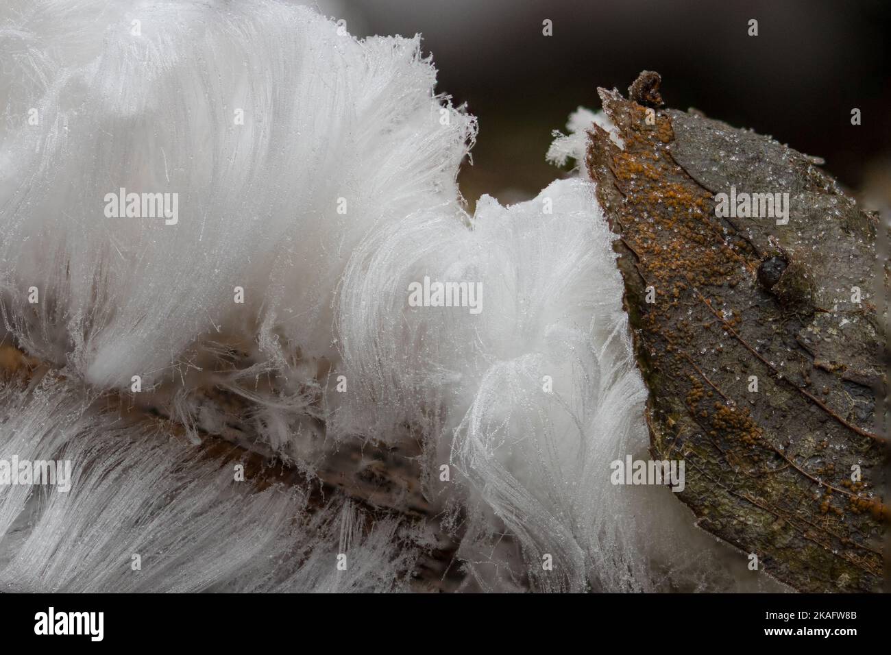 glace sur le bois Banque D'Images