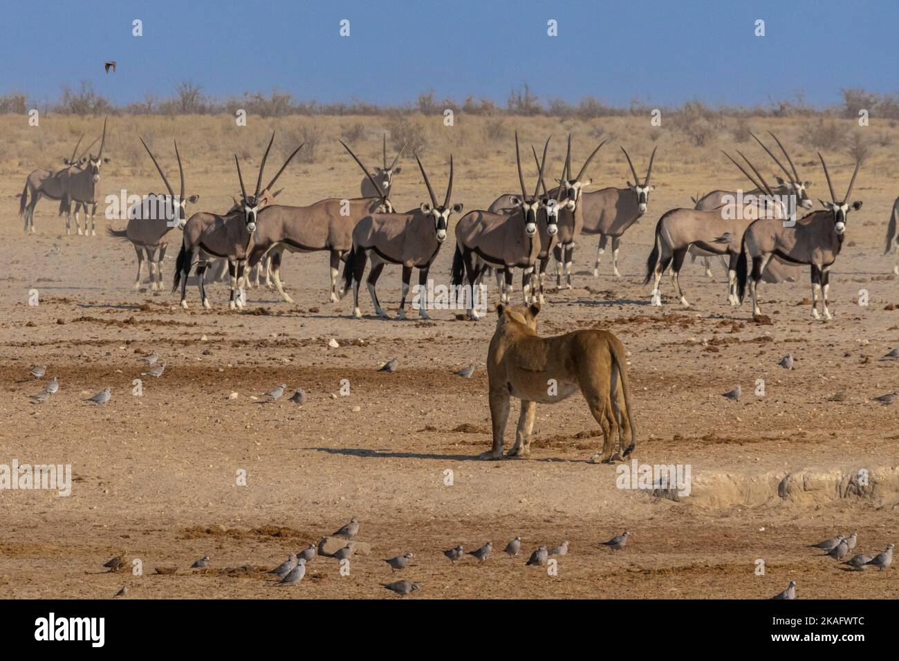 Les Lions chassent au trou d'eau du parc national d'Etosha, en Namibie Banque D'Images