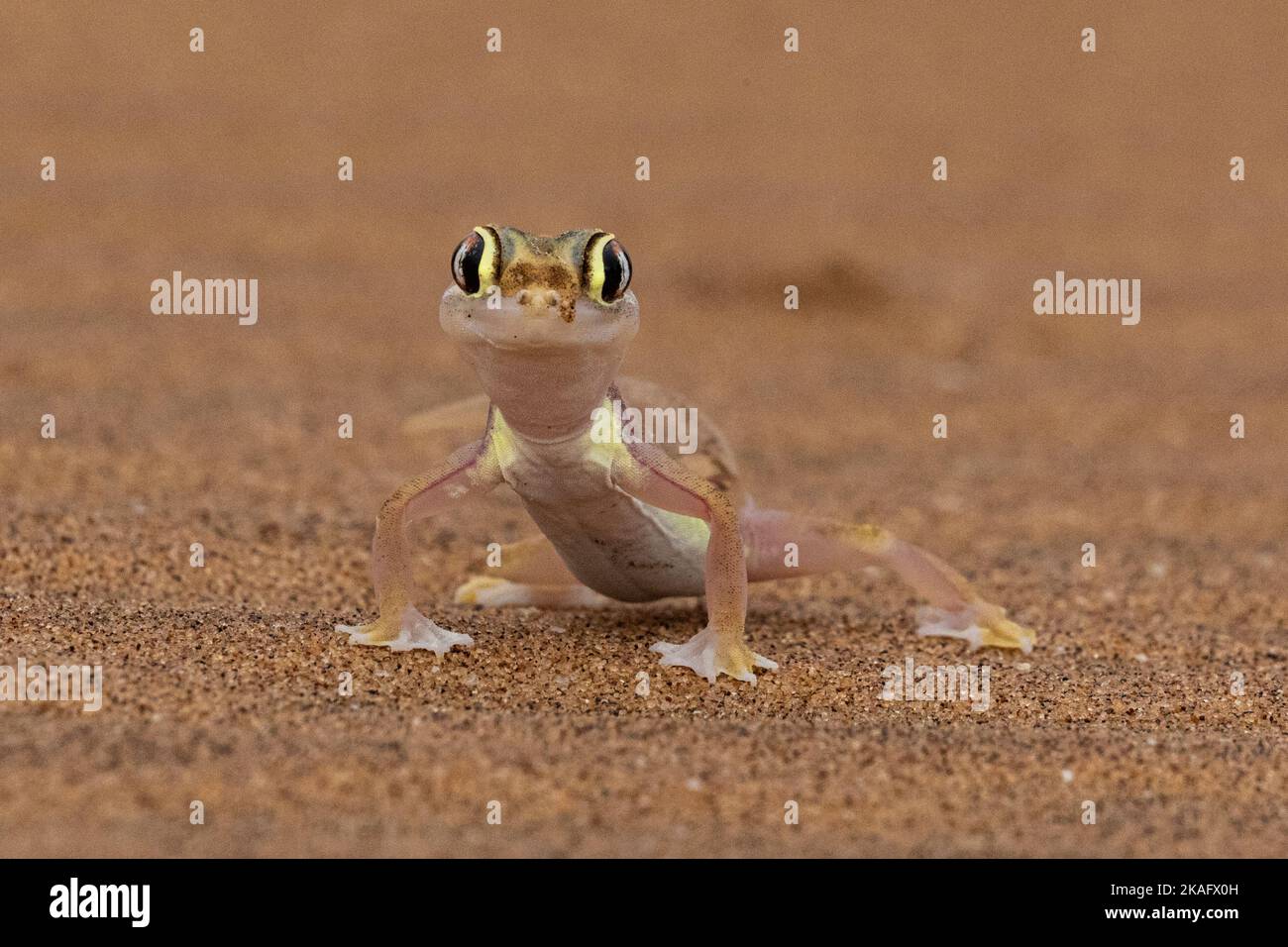 Pachydactylus rangei, le gecko de sable namib ou le gecko namib à pieds sur le web Banque D'Images