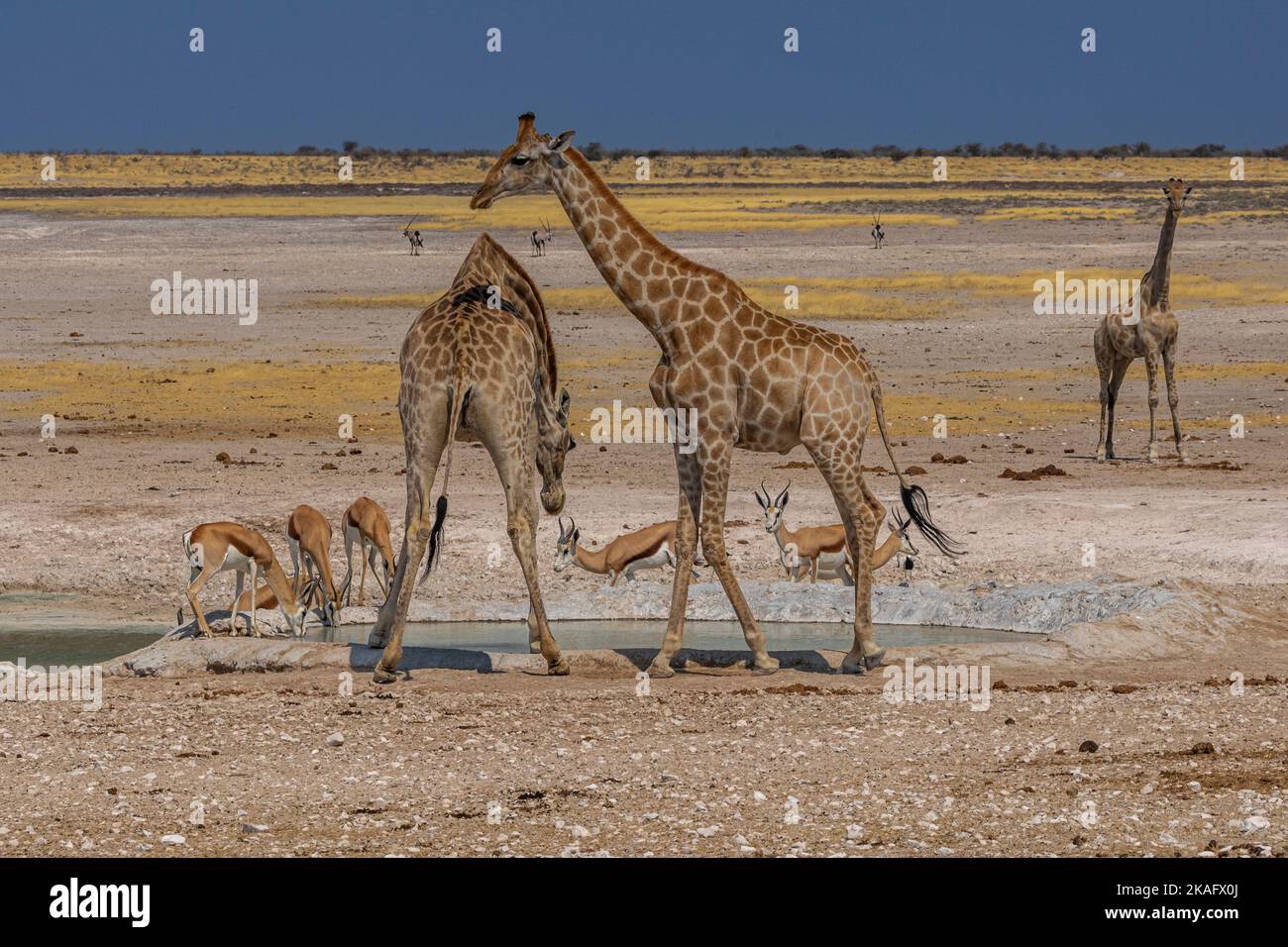 Girafes et autres animaux sauvages au parc national d'Etosha, Namibie Banque D'Images