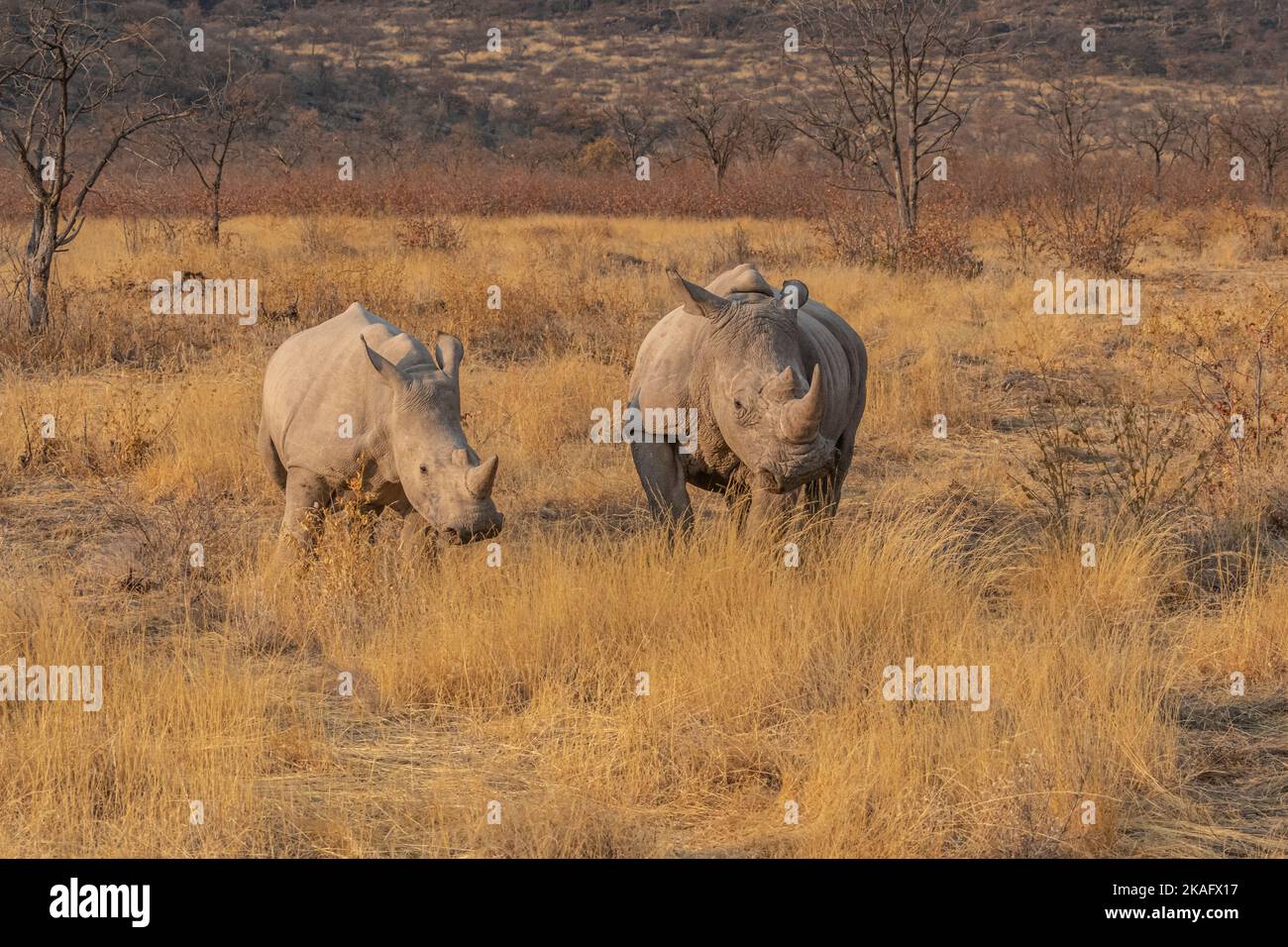 White Rhinocheros ( cherathoterium simum ) désert Namib, Parc National d'Etosha, Namibie Banque D'Images