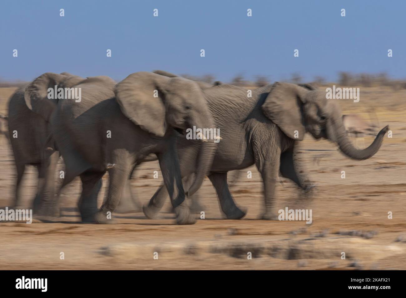 Éléphants d'Afrique parmi d'autres animaux sauvages au trou d'eau, parc national d'Etosha, Namibie Banque D'Images