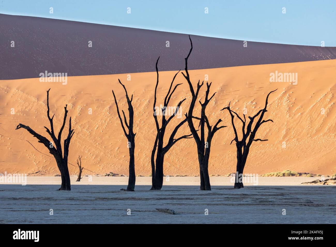 Arbres morts dans les dunes de sable de Sossusvlei, Namibie Banque D'Images