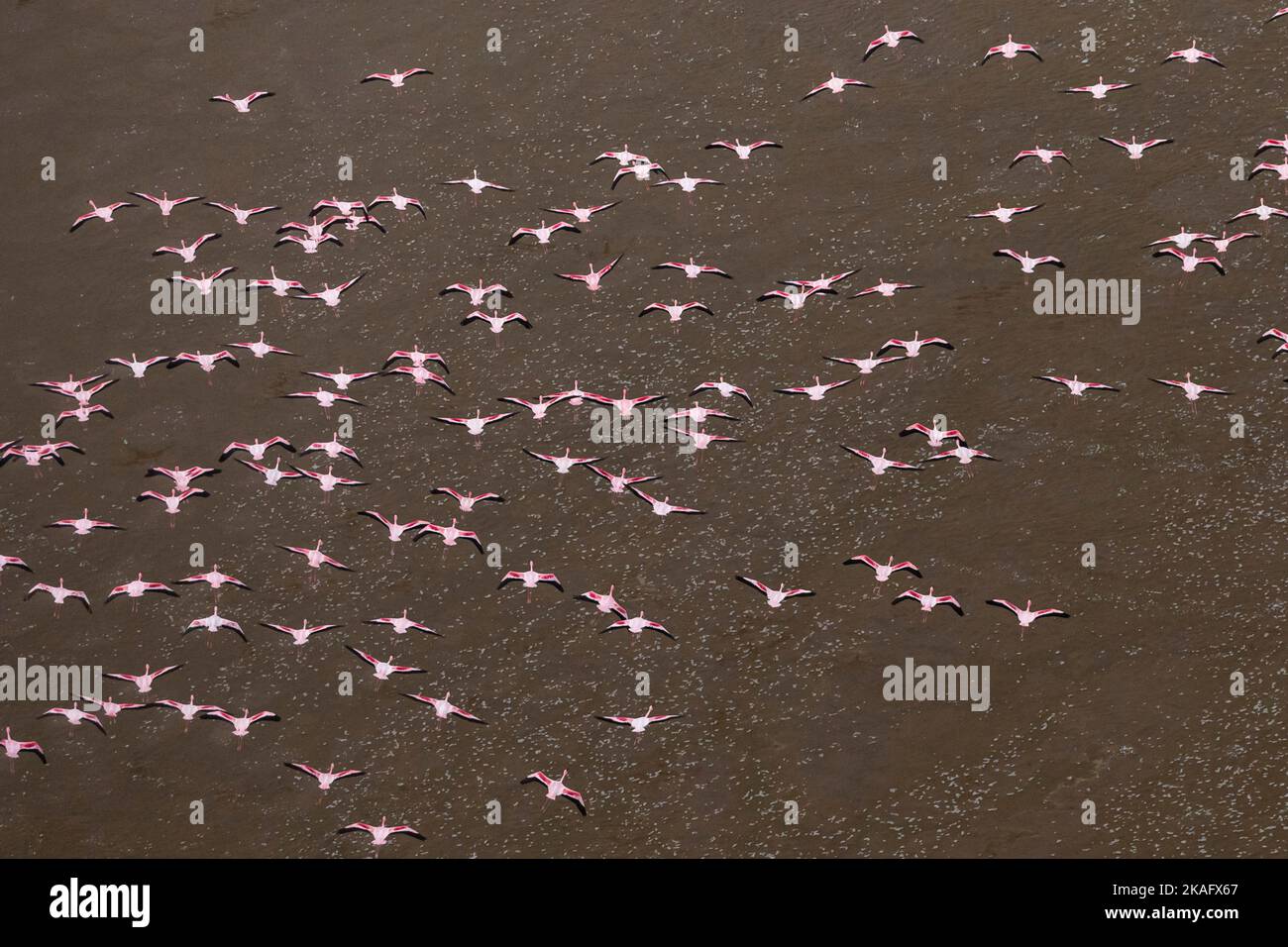 Vue aérienne d'un groupe de Flamingos dans le désert du Namib, Namibie Banque D'Images
