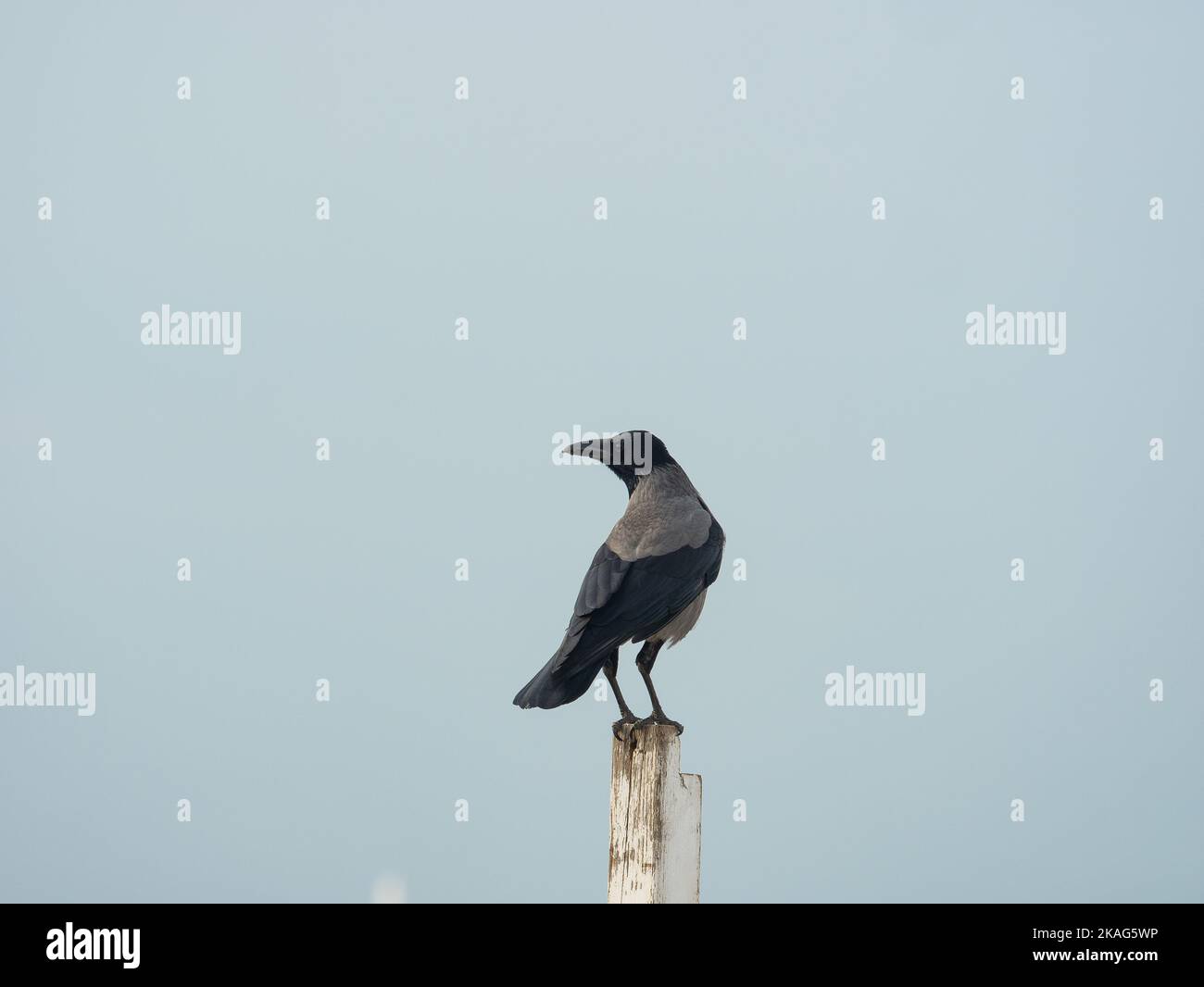 le corbeau à capuchon repose sur un poteau blanc à la recherche de possibilités alimentaires Banque D'Images