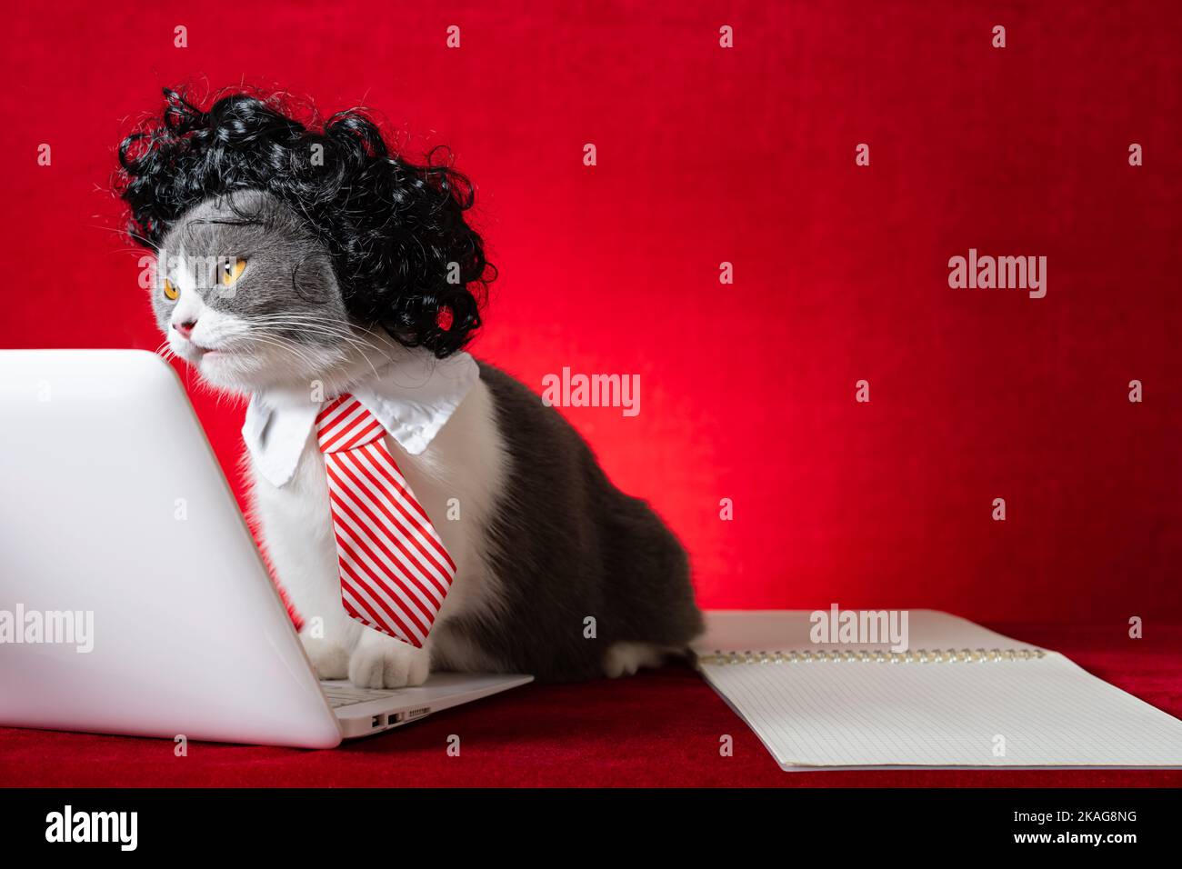 british shorthair chat avec perruque et cravate comme une femme d'affaires et de travailler avec un ordinateur portable Banque D'Images