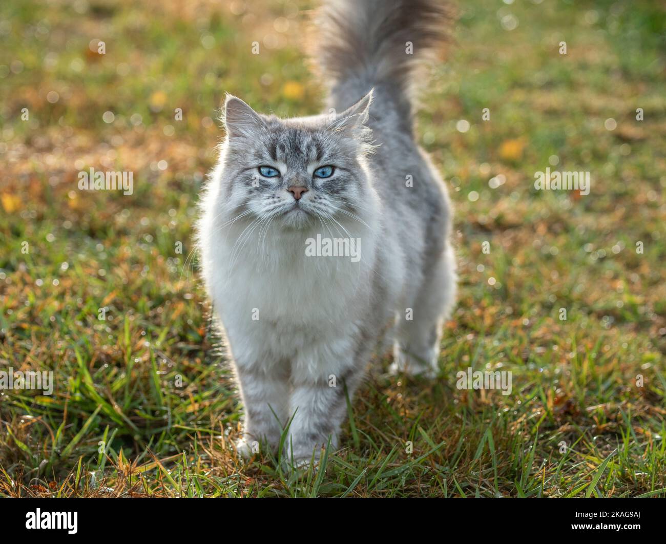 La femelle de chat sibérien marche sur une pelouse en herbe verte Banque D'Images