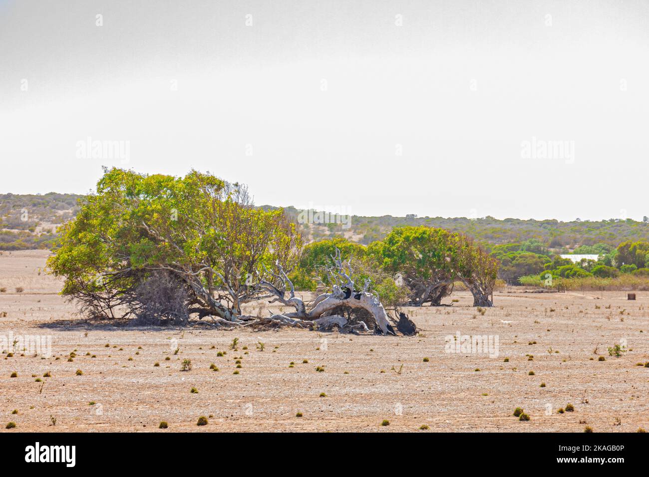 Le soutien de Greenough en Australie occidentale, Australie. Banque D'Images