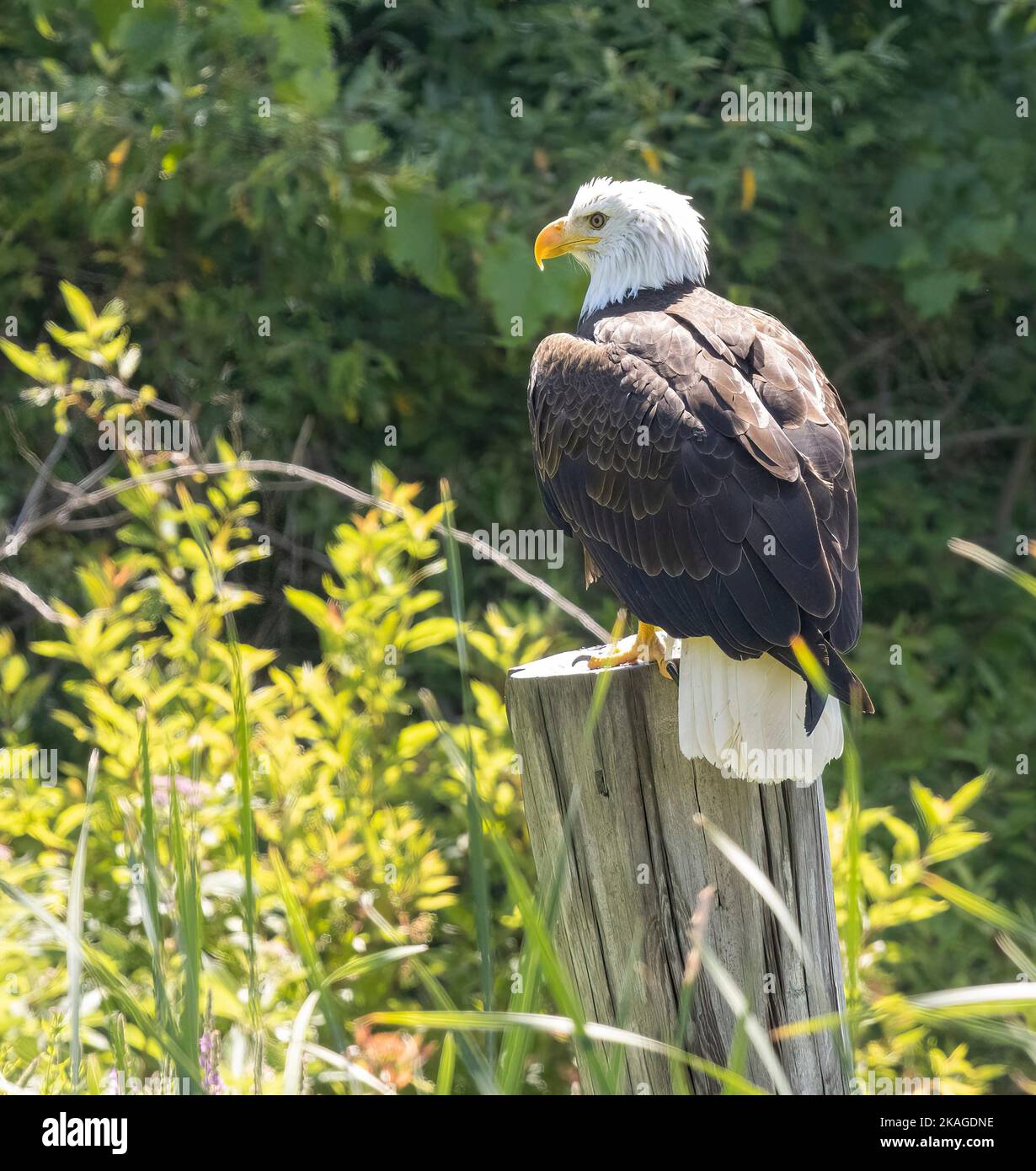 Aigle Ã tête blanche d'Amérique du Nord ( Haliaeetus leucocephalus ) perchée sur Stump vue latérale arrière Banque D'Images