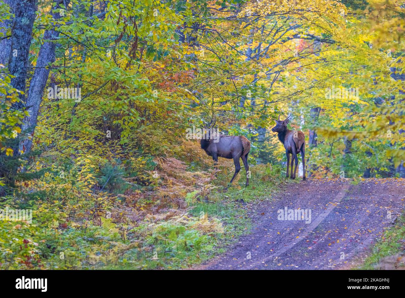 Elk à Clam Lake, Wisconsin. Banque D'Images