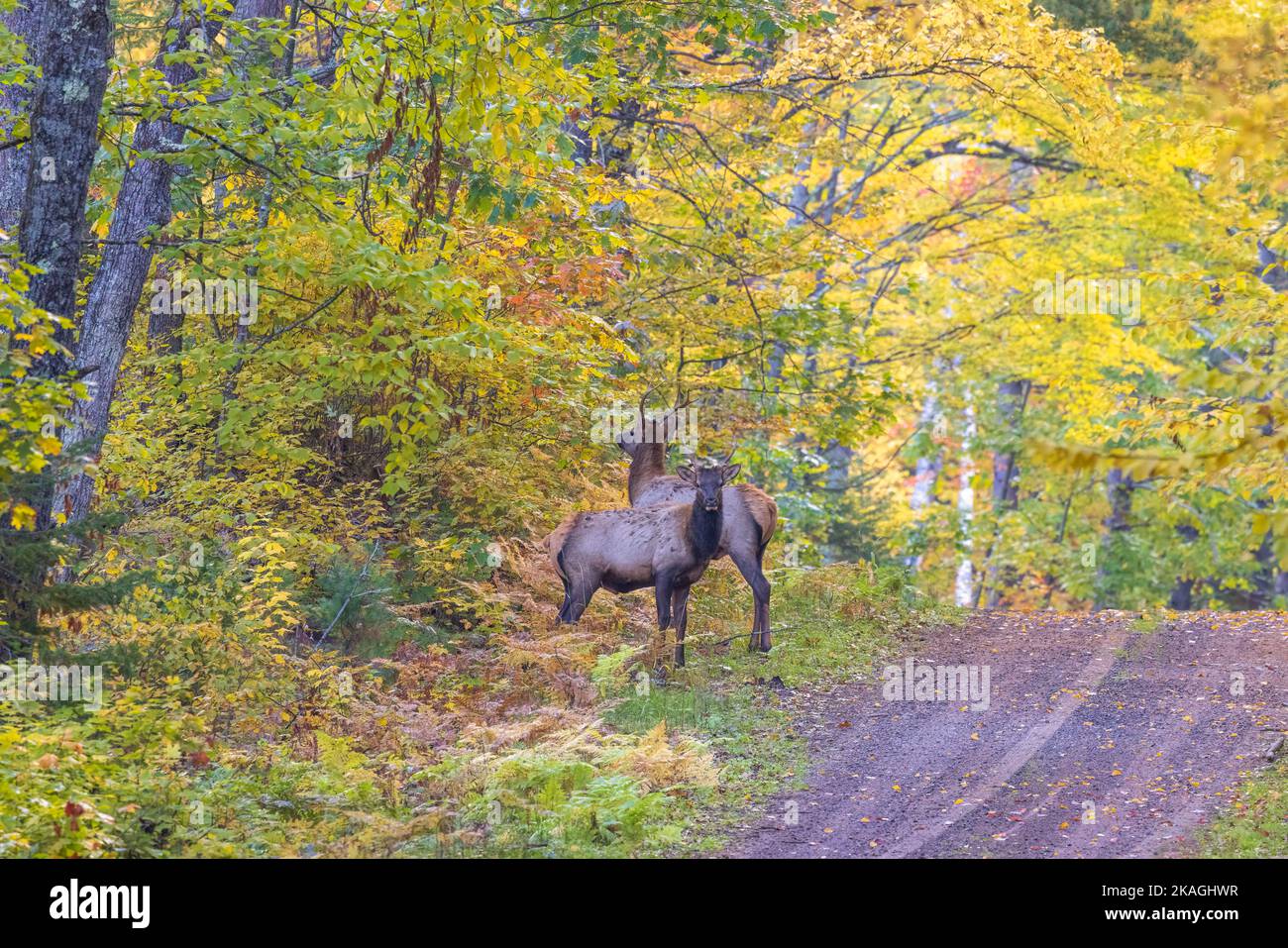 Elk à Clam Lake, Wisconsin. Banque D'Images