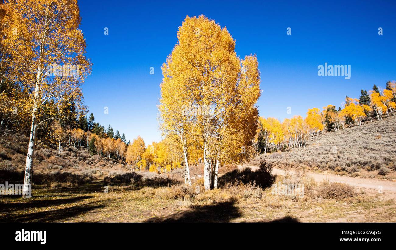 Ely Nevada Success Loop Trail couleurs d'automne Banque D'Images