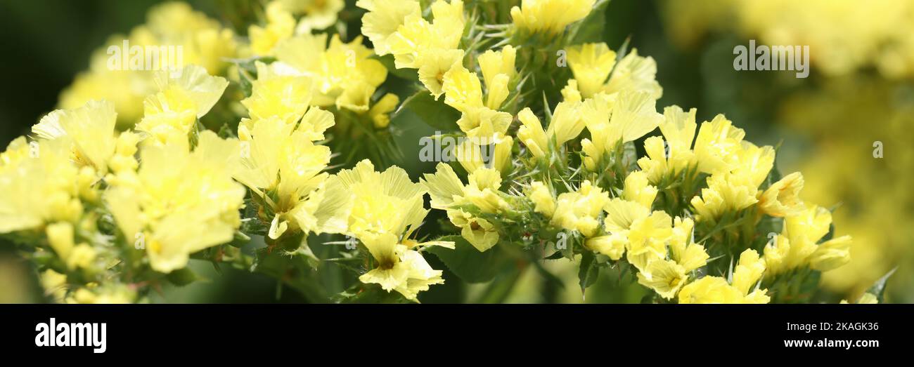Printemps mimosa fleurs belles branches jaunes en fleur Banque D'Images