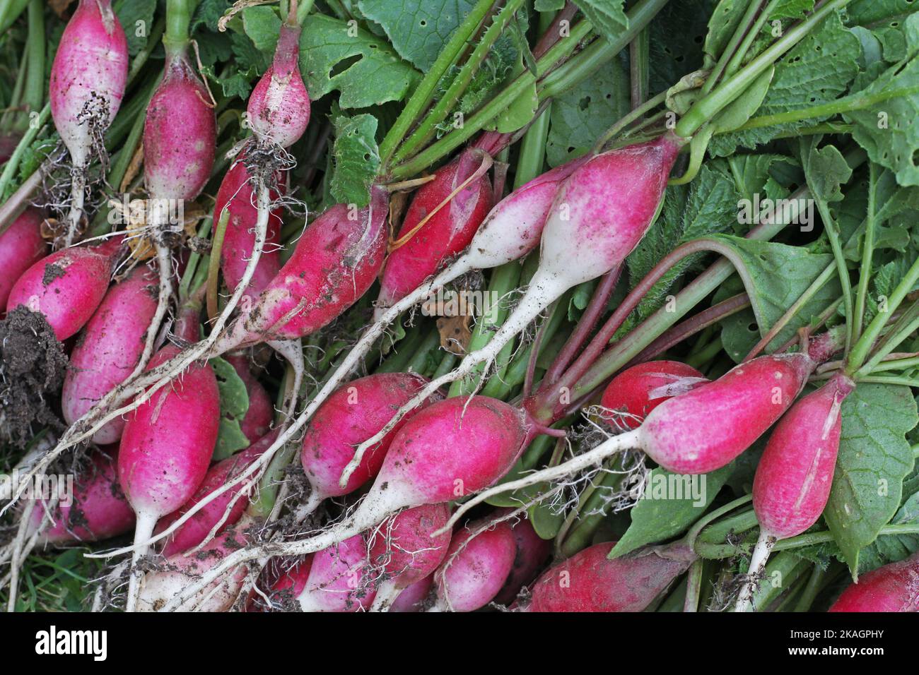 Radis (Raphanus sativus var Radicula pers.) - plante de jardin de racine, nourriture Banque D'Images
