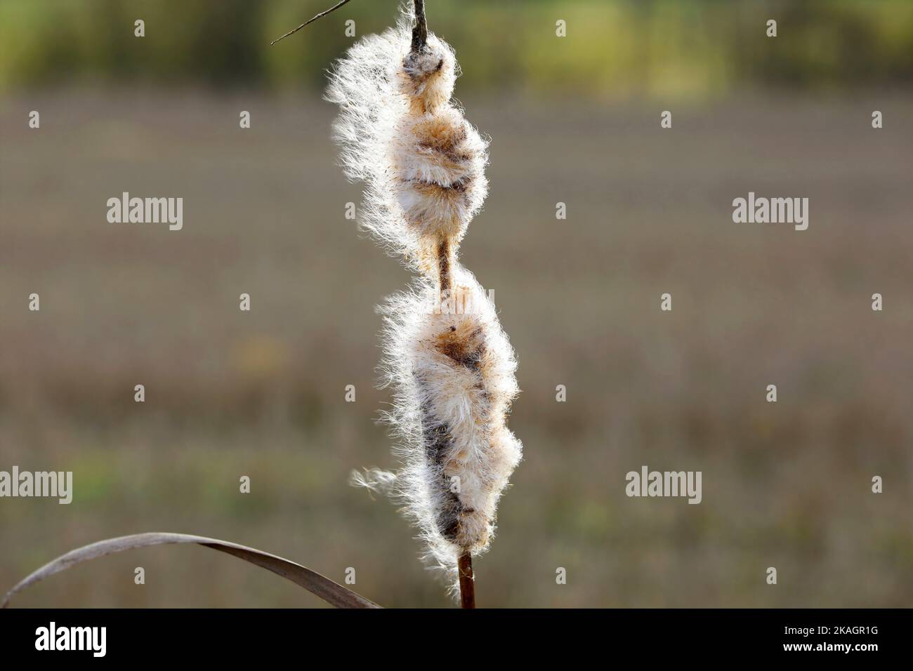En hiver, la tête de semence mûre et moelleuse du Typha latifolia, également appelée Bulrush ou Common Cattail. Les peluches de coton se dispersent par le vent. Banque D'Images