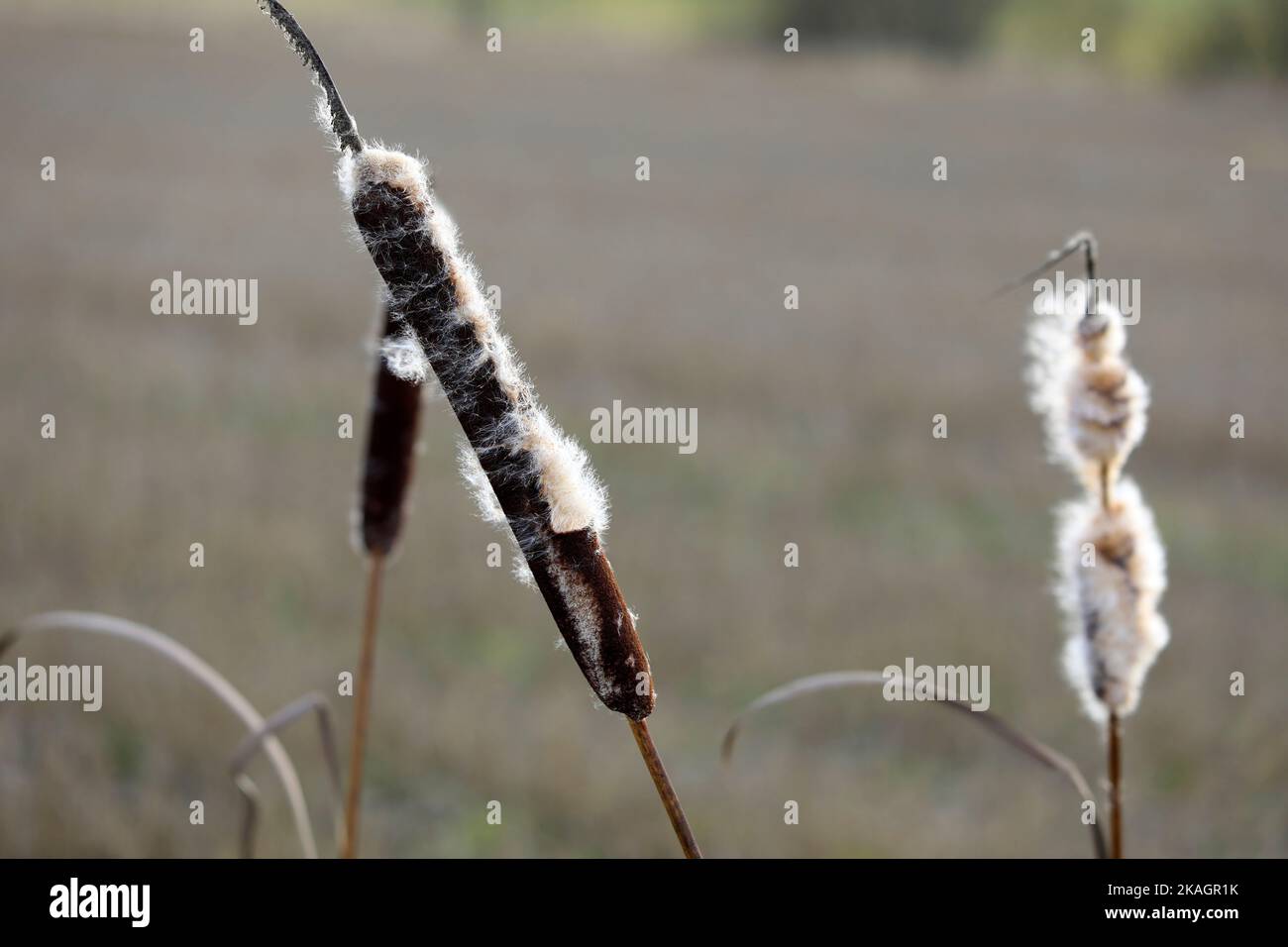 Des têtes de semis mûres de Typha latifolia, également appelées Bulrush ou Common Cattail, en hiver. Les peluches de coton se dispersent par le vent. DOF peu profond. Banque D'Images
