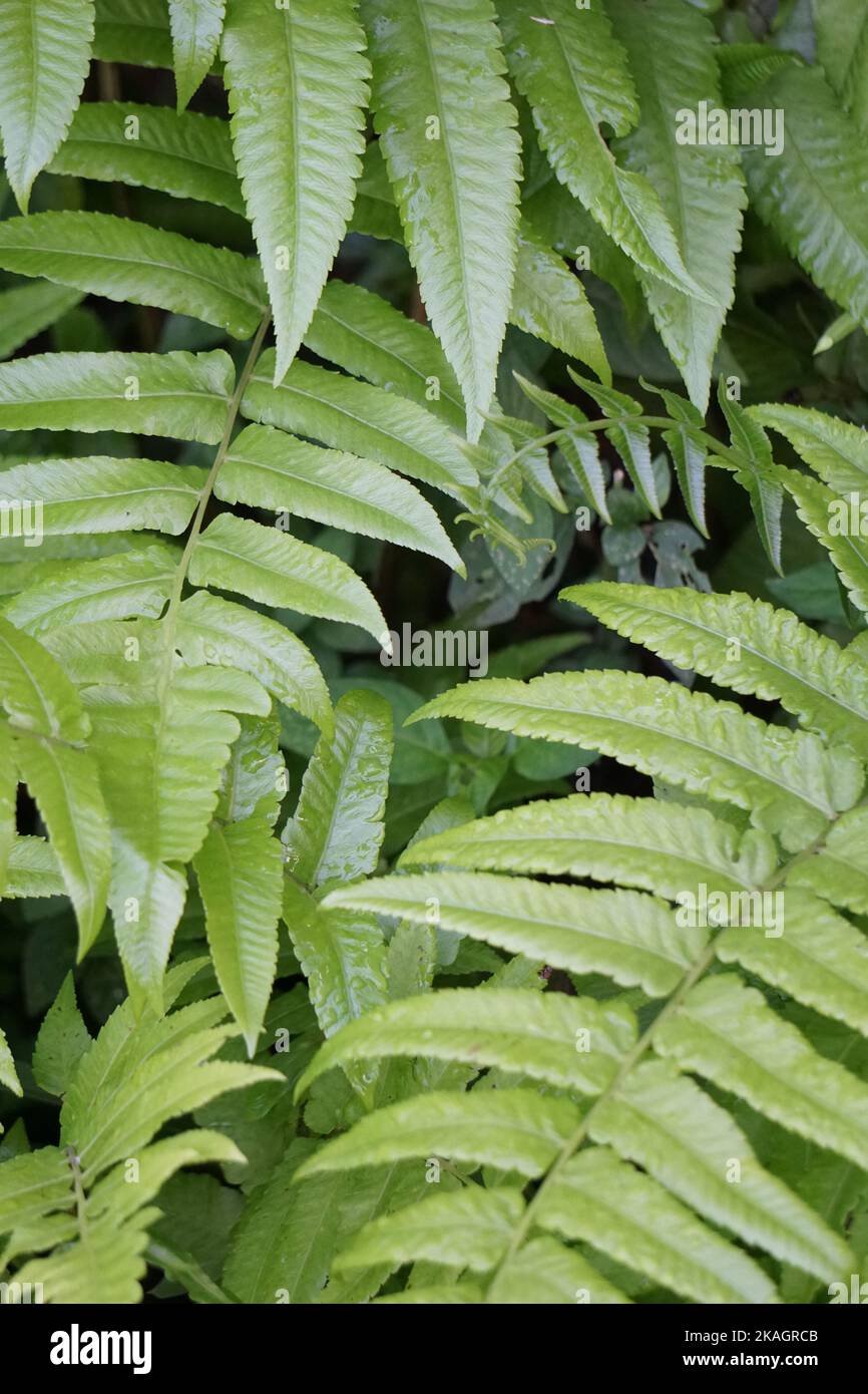 Fougère verte avec un fond naturel. L'indonésien l'appelle pakis et l'utilise comme nourriture Banque D'Images