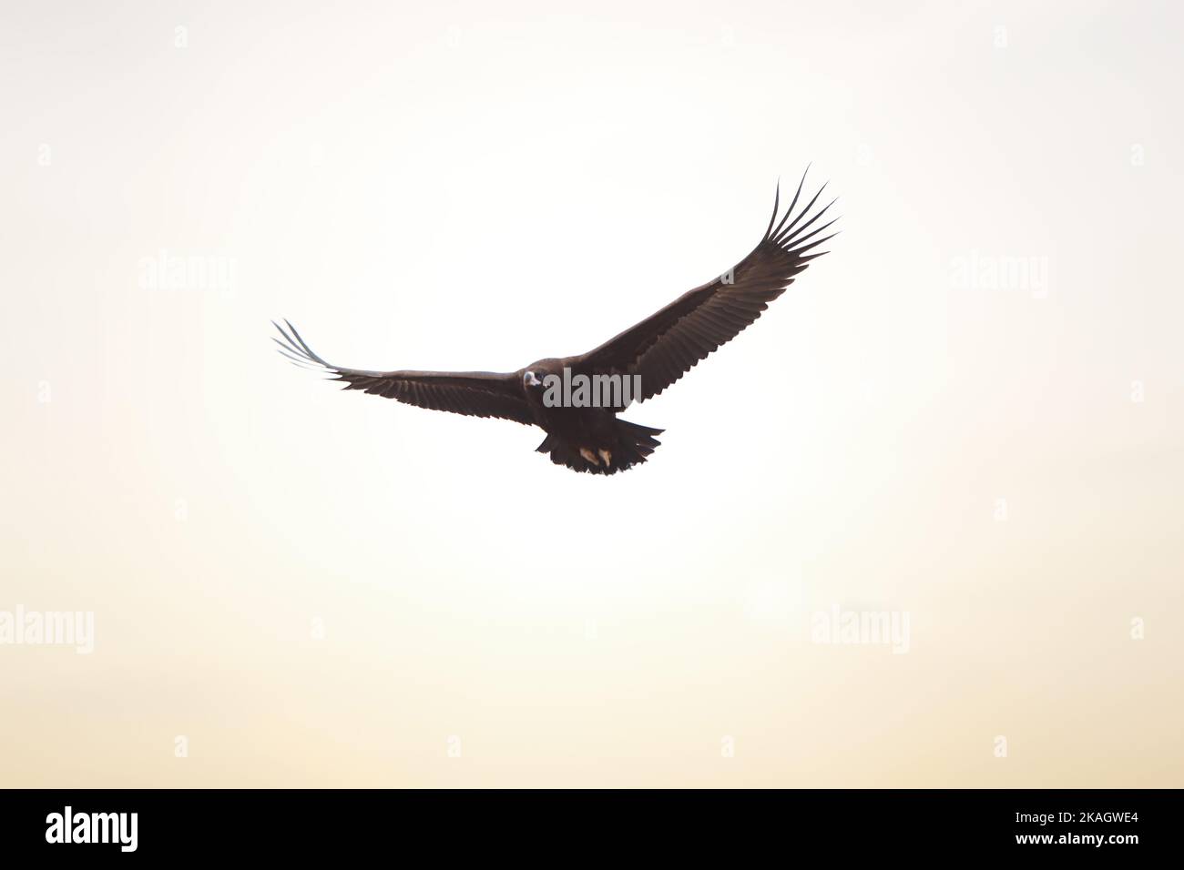 Oiseau de proie qui s'élance lentement dans le ciel avec sa grande envergure étendue, l'aigle recherche la proie pour la chasse. Banque D'Images