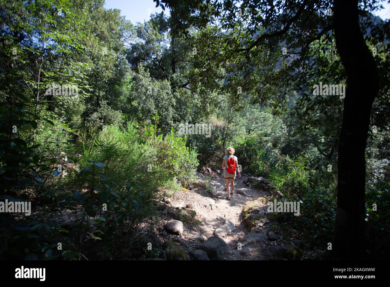 Forêt de Bonifato près de Calvi Corse dans la région de Balagne Banque D'Images